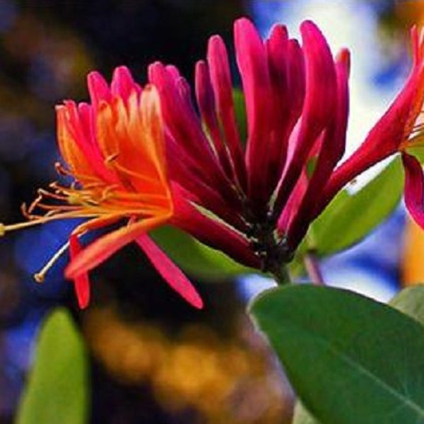 Nahaufnahme einer Geissblattblüte