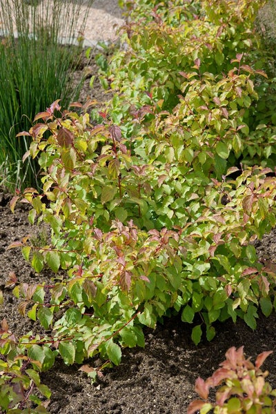 Cornus sanguinea 'Midwinter Fire', Hartriegel, leuchtend orange, 60–100 cm