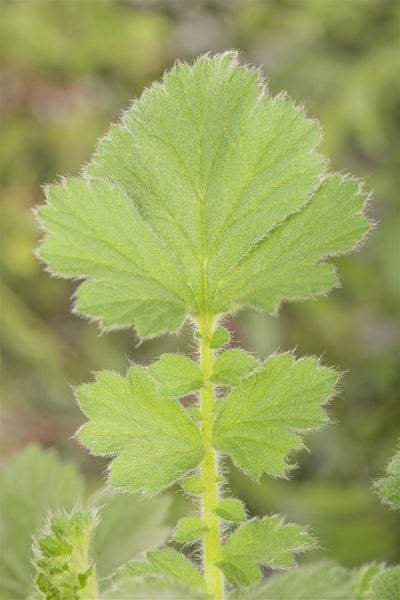 Geum chiloense 'Goldball', Nelkenwurz, leuchtend gelb, ca. 9x9 cm Topf