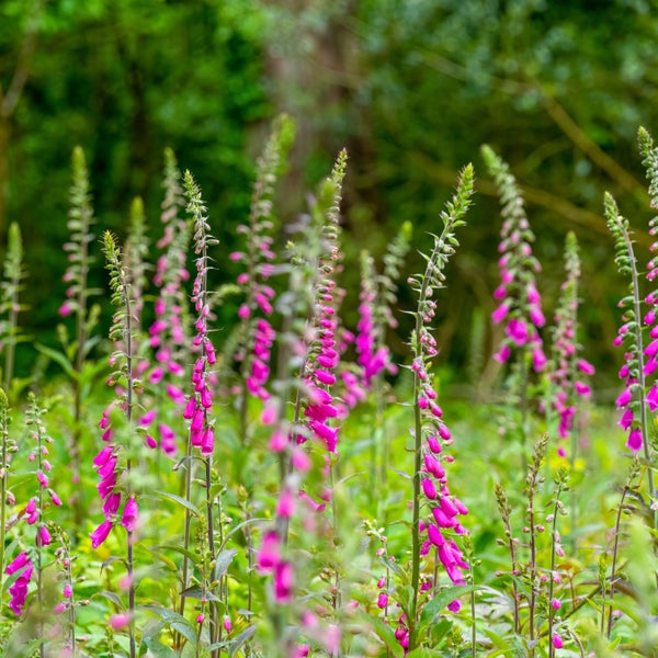 Blühende Digitalis im Garten