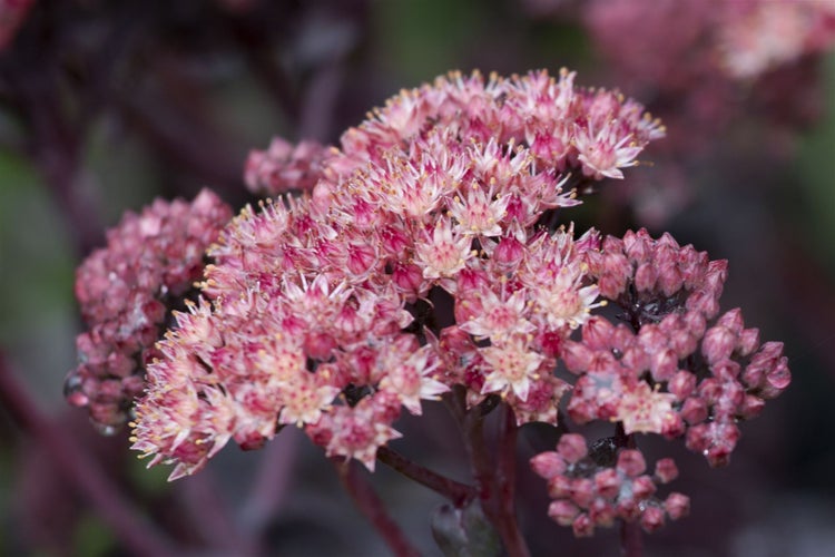 Sedum spectabile 'Purple Emperor', Fetthenne, purpurrot, ca. 11x11 cm Topf