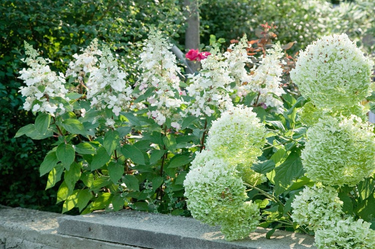 Hydrangea paniculata 'Wim's Red', Rispenhortensie, rot-weiß, 60–80 cm