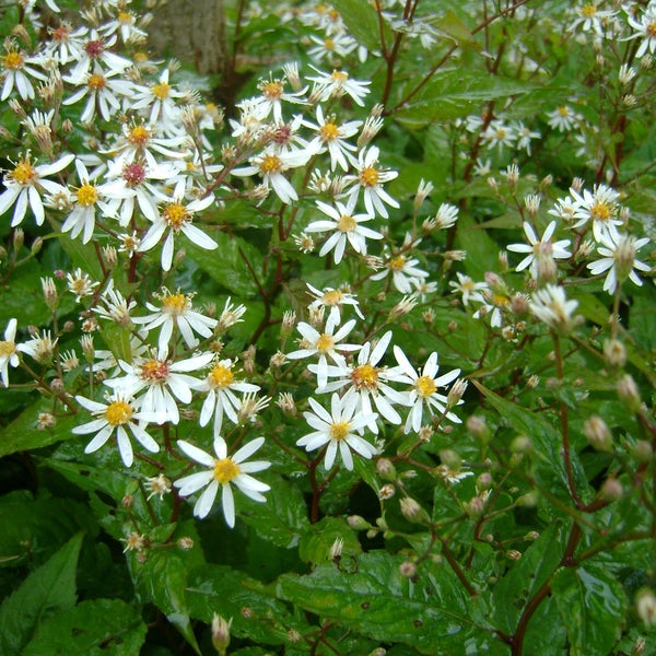 Nahaufnahme von Wald-Aster-Blüten in voller Blüte mit grünen Blättern