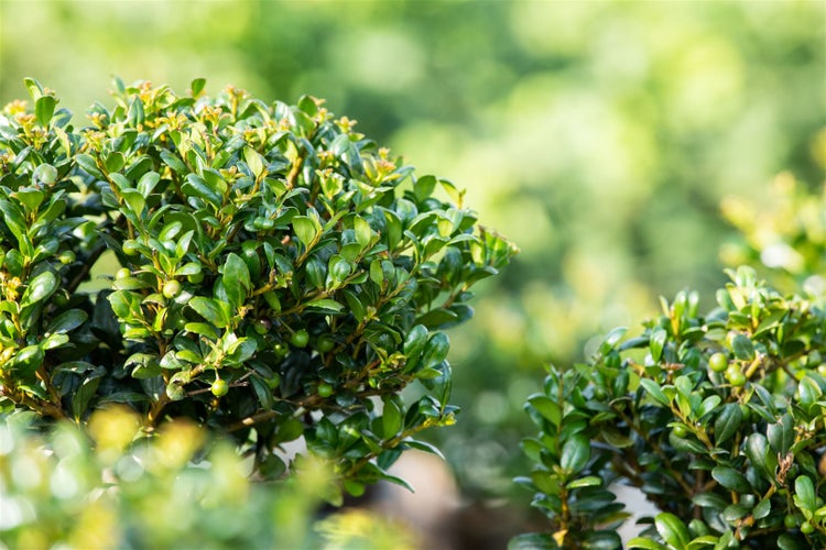 Ilex crenata 'Convexa', Japanische Stechpalme, immergrün, 20–25 cm