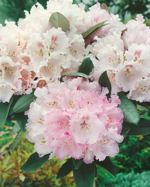 Rhododendron yakushimanum 'Arabella', rosa Blüten, 40–50 cm