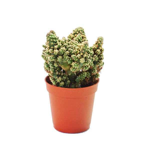 Opuntia tuna mostruosa -  kleine Pflanze im 5,5cm Topf