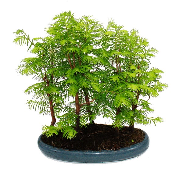 Outdoor-Bonsai Metasequoia glyptostroboides - großer Wald mit 5-7 Pflanzen