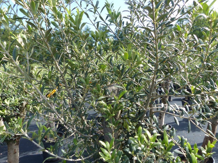 Olivenbaum Olive Angebot 150 - 180 cm, beste Qualität, winterhart, Olea Europaea
