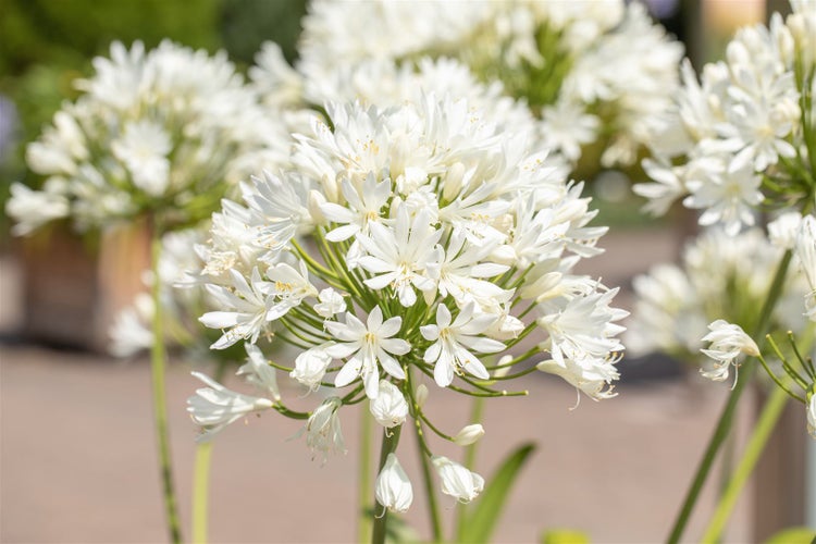 Agapanthus 'Arctic Star', Schmucklilie, weiß, 2-3 Liter Container