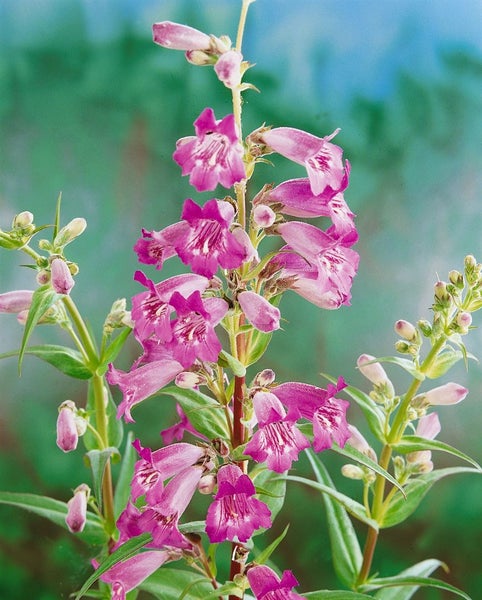 Penstemon x cult. 'Midnight', Bartfaden, dunkelviolett, ca. 11x11 cm Topf