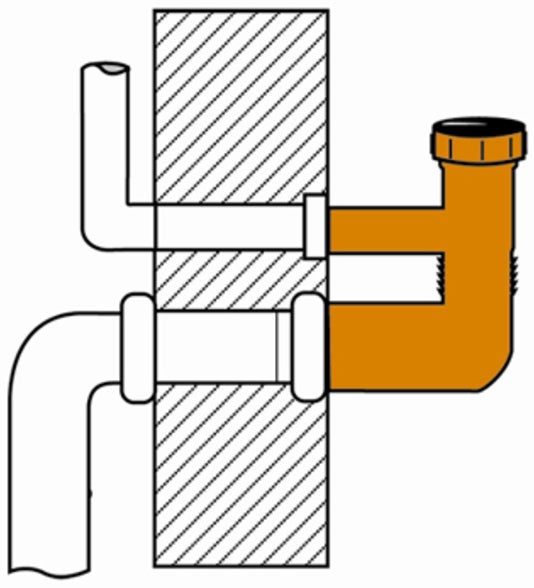 Nahaufnahme eines Wacholders