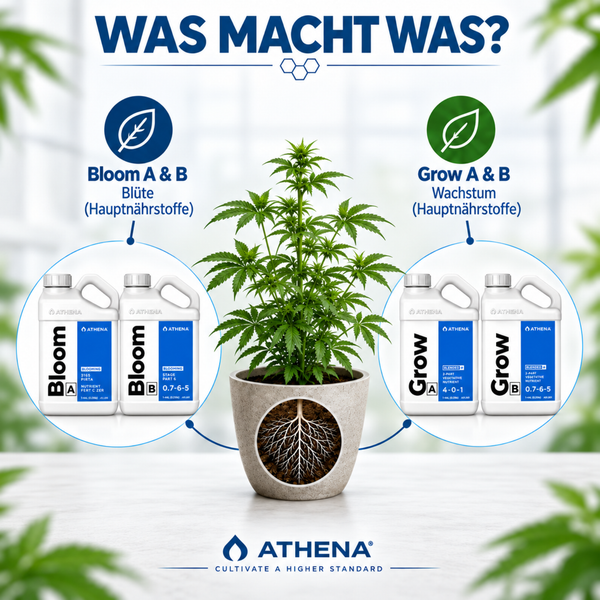 Infografik zeigt Athena Bloom A und B Dünger für die Blütephase sowie Grow A und B Dünger für die Wachstumsphase einer Cannabispflanze.