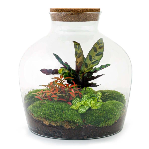 Flaschengarten Fat Joe - ROT - DIY-Pflanzen-Terrarium - 30cm hoch