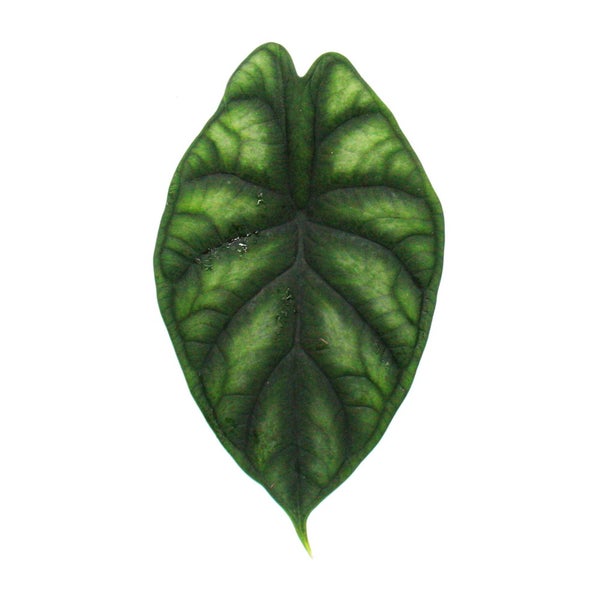 Alocasia baginda Dragon Scale - Tropenwurz - Alokasie - Drachenschuppen-Pfeilblatt - 12cm Topf