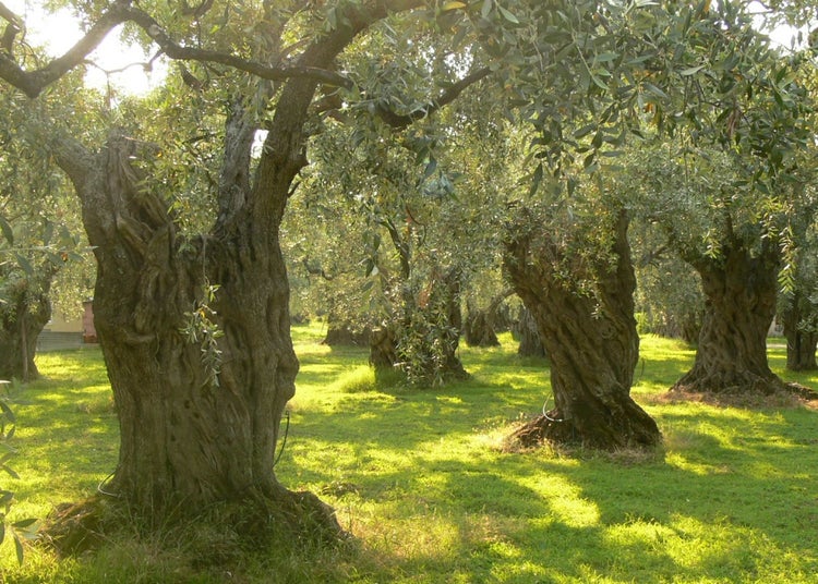SAFLAX Garden to go - Ölbaum - Olea europea - 20 Samen - Mit Topf, Klima - Deckel und Anzuchtsubstrat