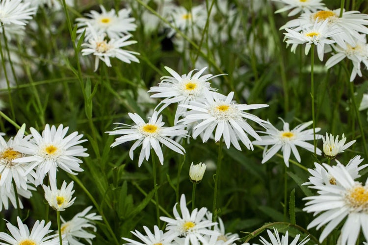 Leucanthemum x superbum 'Wirral Supreme', Margerite, weiß, ca. 9x9 cm Topf