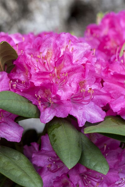 Rhododendron Hybr. 'Catharine van Tol', rosa Blüten, 30–40 cm
