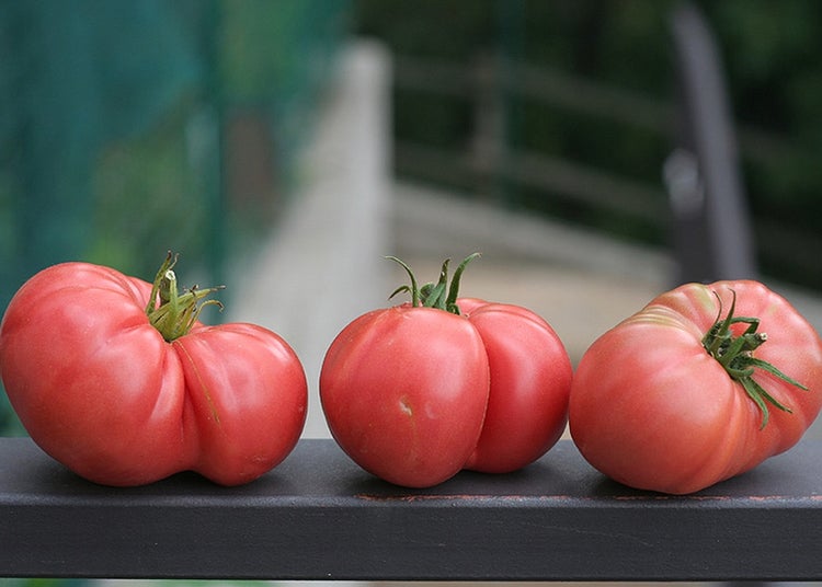 SAFLAX  - Tomate - Rose de Berne - Lycopersicon esculentum - 10 Samen