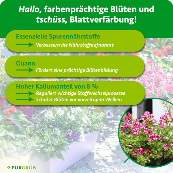 Purgrün Logo. Infografik zu Pflanzendünger für Blüten ohne Blattverfärbung dank Spurennährstoffen, Guano und acht Prozent Kalium.