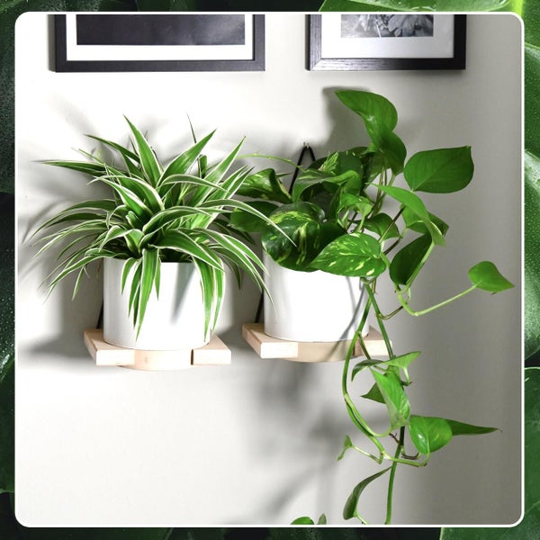 Grünlilie & Efeutute – Hängendes Zimmerpflanzen Starterpack – 2 Rankende Zimmerpflanzen – frisch aus der Gärtnerei – Höhe 15-25 cm – Töpfe 10,5-12 cm – Green Me Up