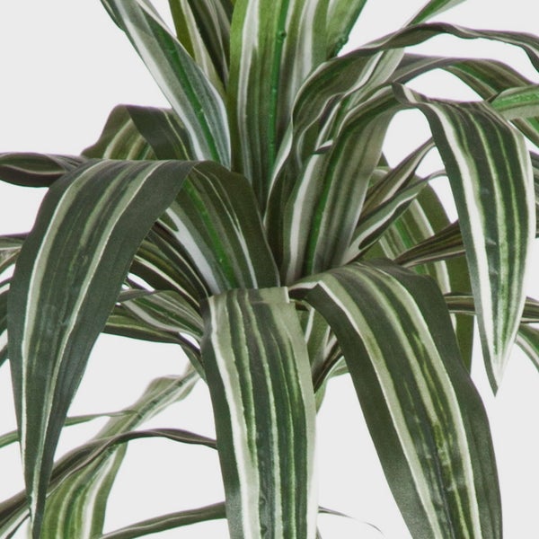 Nahaufnahme eines Drachenbaums Dracaena mit grün-weiß gestreiften Blättern.
