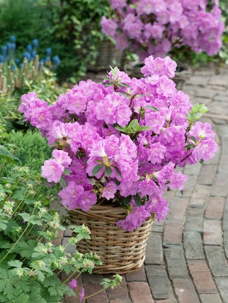 Rosa Rhododendron in einem Korb auf einem Gartenweg