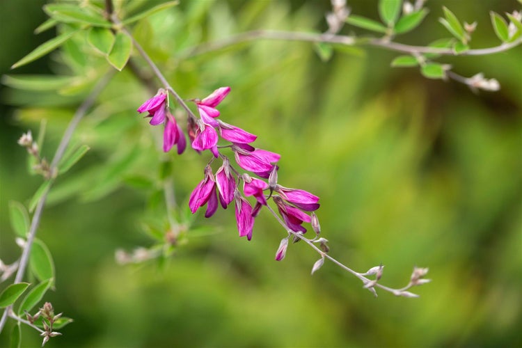 Japanische Buschklee Pflanze mit Blüte