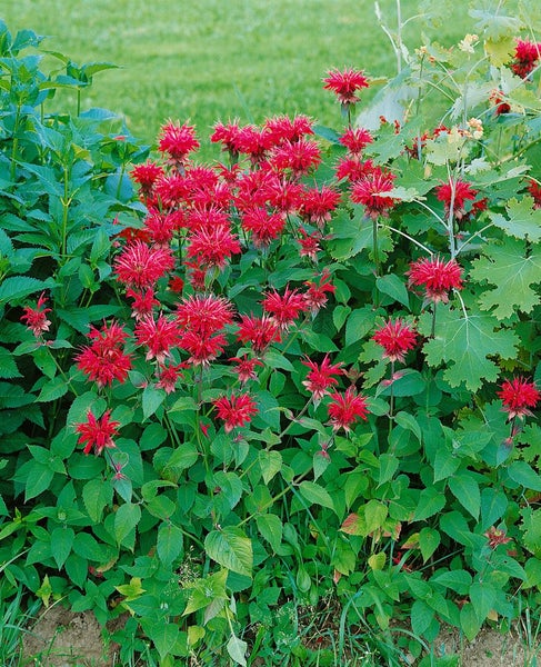 Monarda fistulosa 'Cambridge Scarlet', Indianernessel, rot, ca. 11x11 cm Topf