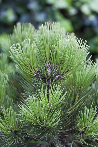 Pinus heldreichii 'Compact Gem', Bosnische Kiefer, kompakt, 30–40 cm