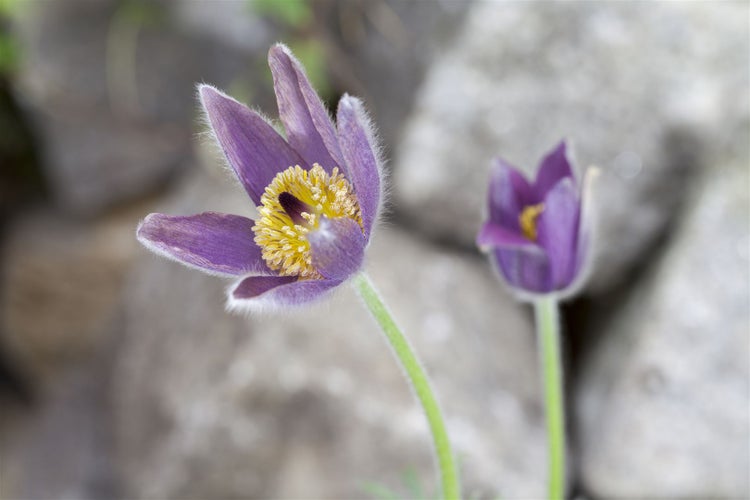 Pulsatilla vulgaris, Küchenschelle, violett, ca. 9x9 cm Topf