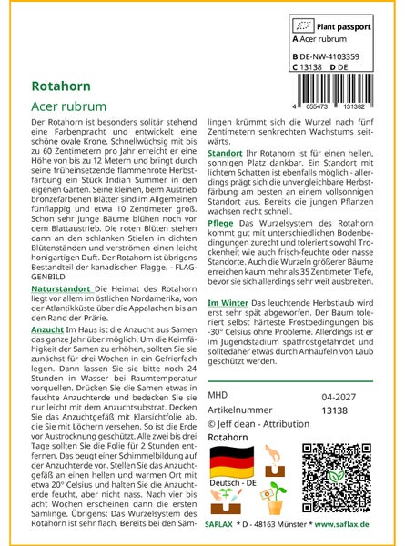 SAFLAX Garden to go - Rotahorn - Acer rubrum - 20 Samen - Mit Topf, Klima - Deckel und Anzuchtsubstrat