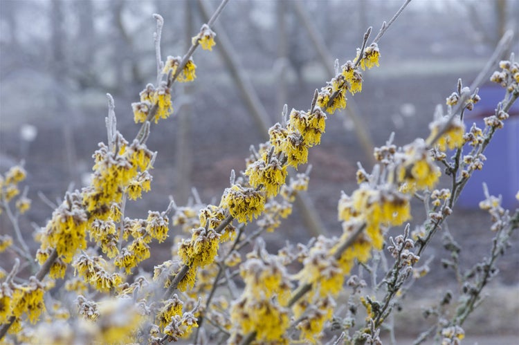 Zweig der Zaubernuss mit gelben Blüten im Winter