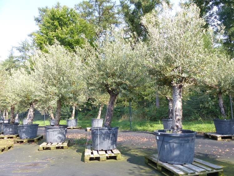 Mehrere Olivenbäume in großen dunklen Kunststofftöpfen auf Holzpaletten im Außenbereich nebeneinander aufgereiht.