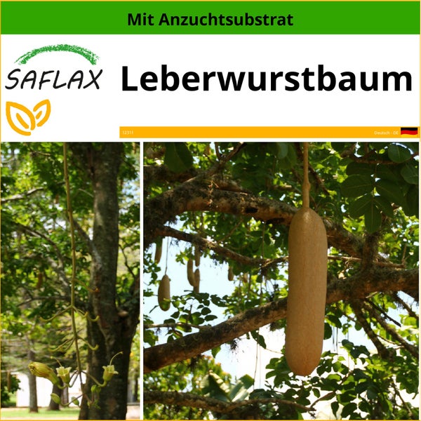 SAFLAX  - Leberwurstbaum - Kigelia pinnata var. africana - 10 Samen - Mit keimfreiem Anzuchtsubstrat