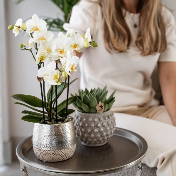 Kolibri Orchids weiße Phalaenopsis Orchidee Amabilis + Elite Topf silber- Topfgröße 9cm 35cm hoch blühende Zimmerpflanze