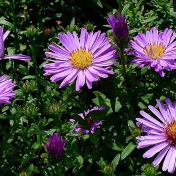 Nahaufnahme von lila Herbstastern im Garten
