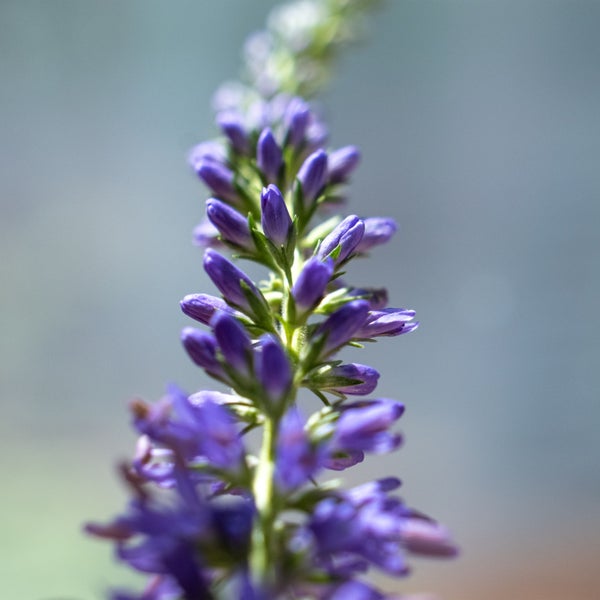 Makita Logo Trennschneider mit Staubabsaugung