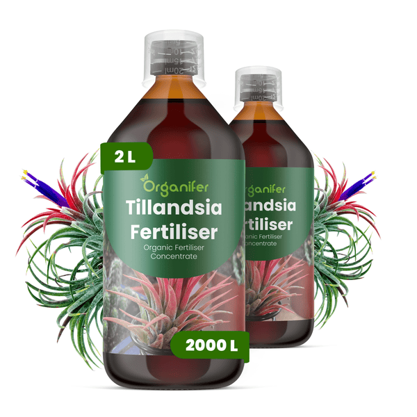 Organifer Tillandsia-Dünger, organisches Düngerkonzentrat, 2 Liter Flasche, ausreichend für 2000 Liter.