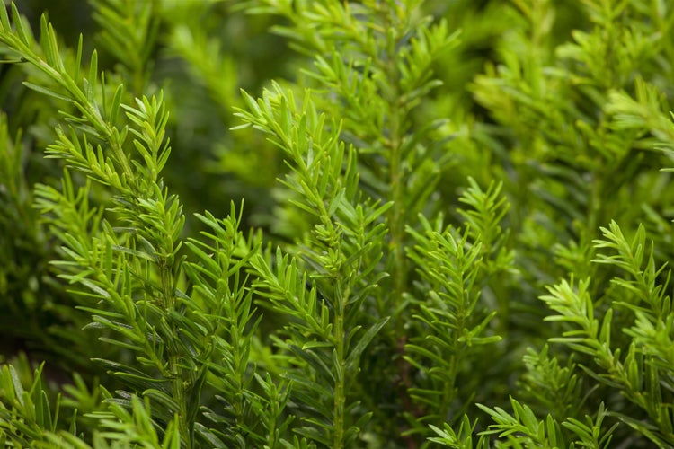 Taxus baccata 'Renke's Kleiner Grüner', Eibe, kompakt, 20–30 cm