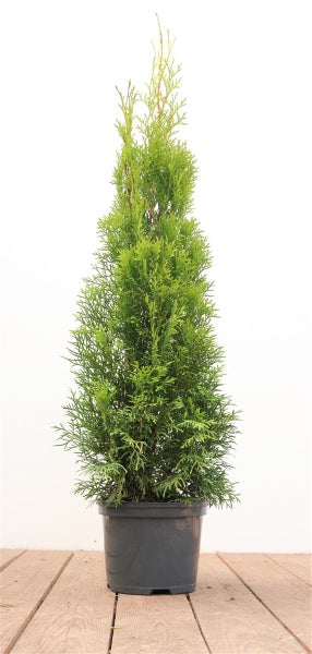 Thuja occidentalis 'Smaragd', Lebensbaum, immergrün, 60–80 cm
