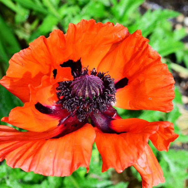 Nahaufnahme einer blühenden roten Mohnblume mit gewellten Blütenblättern und dunkler Mitte.
