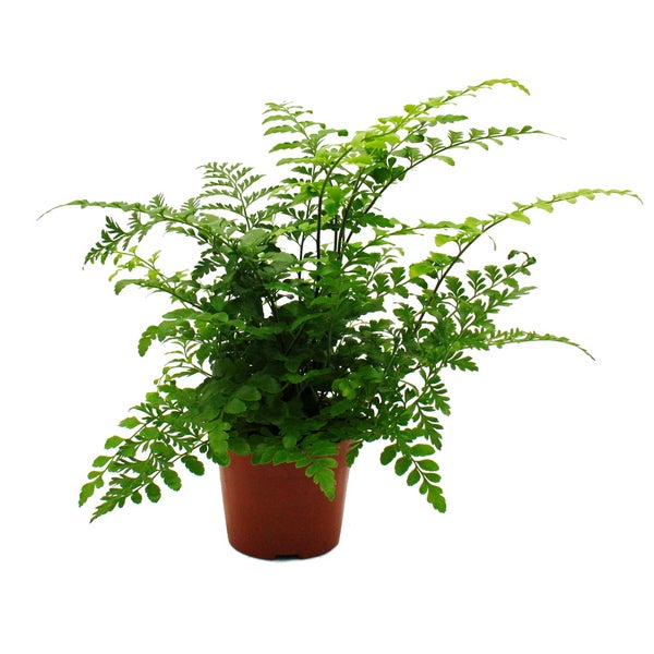 Asplenium dimorphum Parvati besondere Farn-Sorten fürs Zimmer Streifenfarn 12cm Topf ca. 25cm hoch