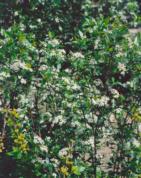 Aronia melanocarpa 'Hugin', Schwarze Apfelbeere, 60–80 cm