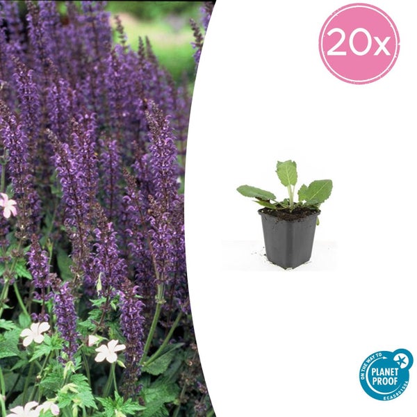 20 Stück Steppensalbei Salvia nemorosa, blühende Gartenpflanze und junge Pflanze im Kulturtopf, Zertifikat On the way to PlanetProof.
