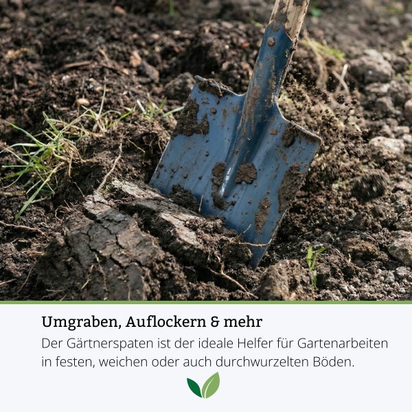 Gärtnerspaten mit blauem Metallblatt und Holzstiel beim Umgraben von dunkler Erde.