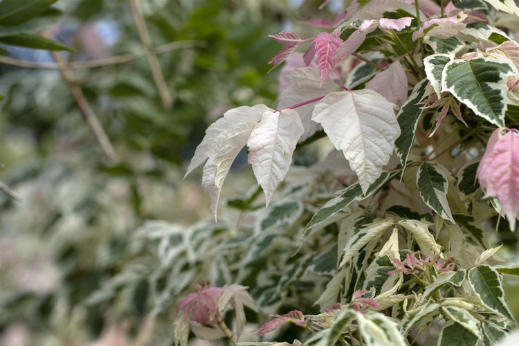 Acer negundo 'Flamingo', Eschen-Ahorn, rosa-weiß, 80–100 cm