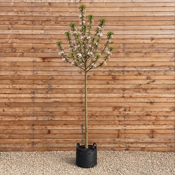 Ein blühender Hochstamm Apfelbaum im schwarzen Pflanzkübel vor einer Holzfassade.