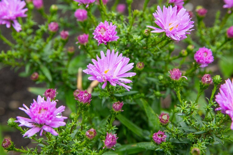 Aster dumosus 'Prof.Anton Kippenberg', Kissen-Aster, violett, ca. 9x9 cm Topf