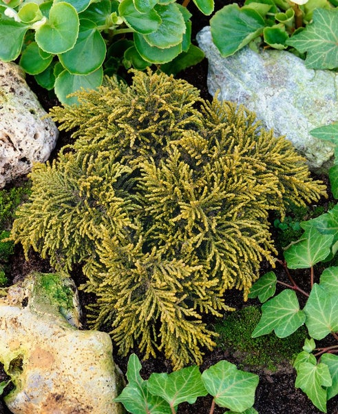 Hebe ochracea 'James Stirling', goldgrün, ca. 11x11 cm Topf