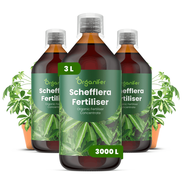 Drei Flaschen Organifer Schefflera Dünger, organisches Düngerkonzentrat, 3 Liter ausreichend für 3000 Liter Gießwasser.